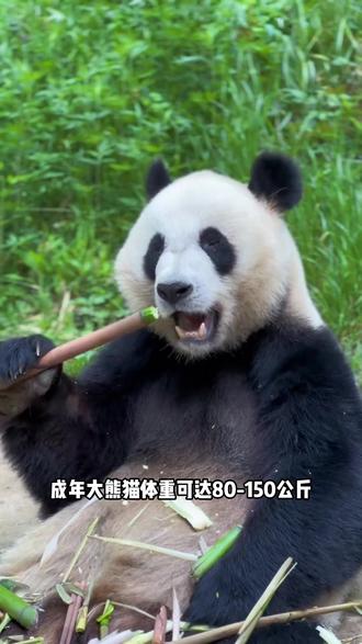 大熊猫那么大只,为何生的崽那么的迷你?#科普#大熊猫有多稀有 #国宝大熊猫 #熊猫幼崽