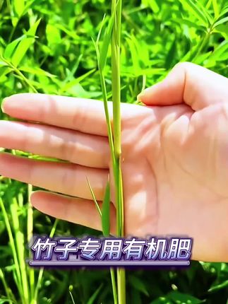 养竹子一瓶竹子专用肥就能满足竹子生长所需的各种营养,十天用一次,轻松养好竹子#竹子 #竹子养护 #种植小技巧 #肥料 #施肥