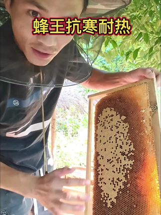 冬天也能活力满满,抗寒耐寒的中蜂蜂王来啦! 抗寒耐热的蜂王#蜂王 #中蜂蜂王 