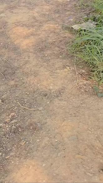#钓鱼人就是这么疯狂 野钓分享 洋涌路段#路亚野钓