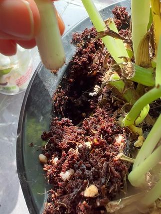 多肉一定要会浇水,用这个#植物保水胶囊 你养的多肉#一不小心 就会爆盆#多肉浇水 #花卉绿植