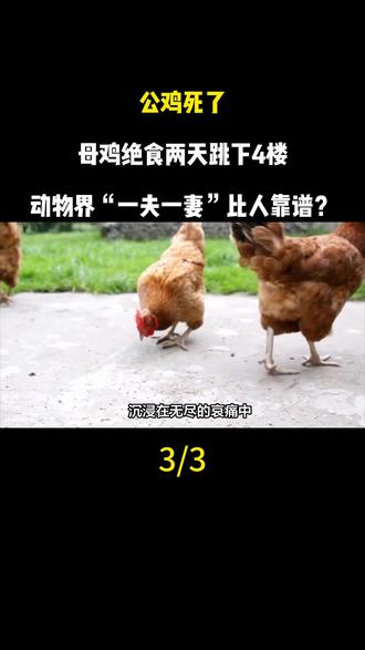 公鸡死了,母鸡绝食两天跳下4楼,动物界“一夫一妻”比人靠谱?
