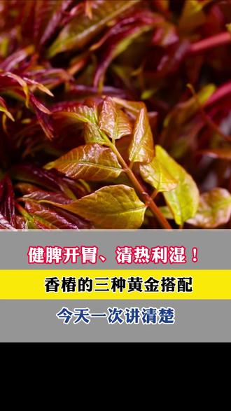 健脾开胃清热利湿香椿的三种黄金搭配今天一次讲清楚 #热点新闻事件