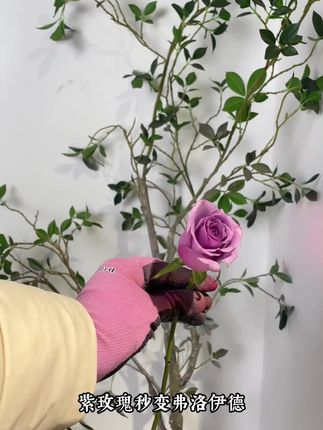 #喷漆#花艺喷漆#花开富贵好运来 ##打开暑假的100种方式