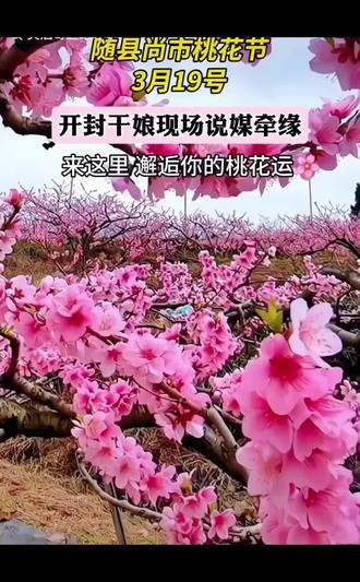 2026年第19届湖北随州尚市桃花开节,家乡的风景盛宴#景区人山人海 #桃花节 #十里桃林