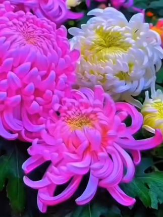 精品大菊花苗#花卉绿植 #好看的花一定要分享给你 #大菊花苗 #大菊花盆栽