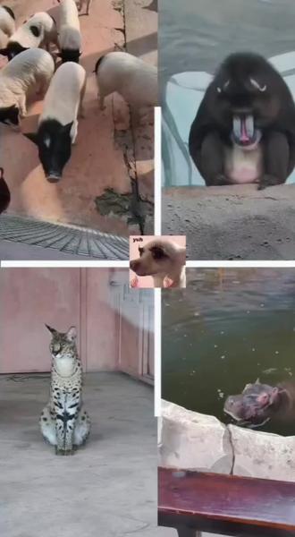 大家大年初一去哪玩了
#泉城欧乐堡动物王国 #济南动物园