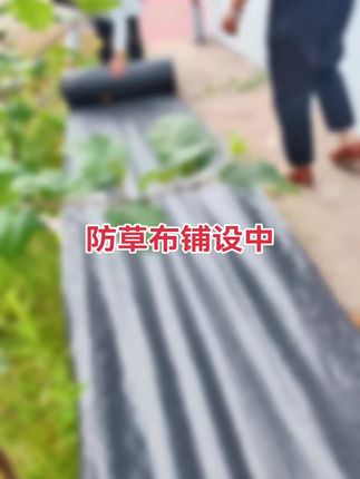 防草布铺设好办法#创作灵感 #抖音助农扶农 #防草布固定钉#地布钉@抖音安全中心 @抖音小助手