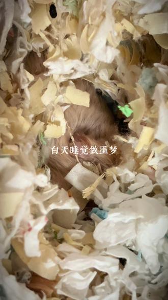 突然听见一阵撕心裂肺的哭声,原来是肥妞睡觉做噩梦了,我也是头一次遇到金丝熊嗷嗷哭~#金丝熊 #金丝熊日常 #它真的好像个小宝宝 #小动物们能有多治愈 #仓鼠