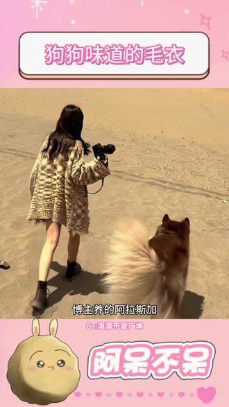 把狗狗的爱织进毛衣里~#狗狗故事 #狗狗味道