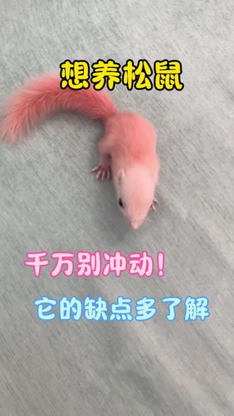养宠物别冲动!#宠物冷知识 #宠物科普 #动物科普 #铲屎官讲故事 #松鼠