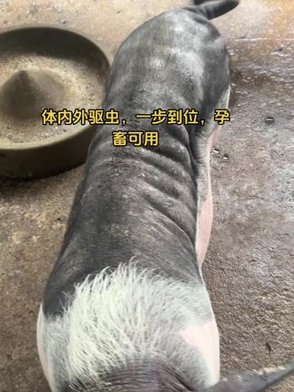 猪牛羊狗通用 #养猪人 #养猪技术 #自繁自养 #养猪人不容易 #养猪人不容易