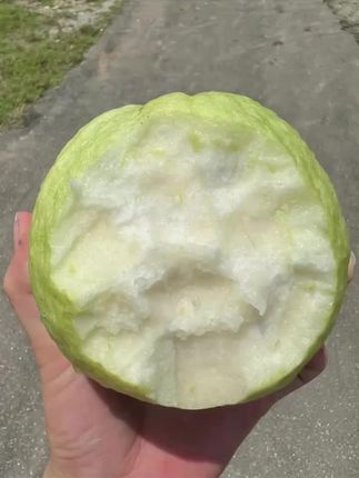 这秋天的芭乐好好吃啊!!!一口沦陷! 听这声音,超脆超甜,吃完后唇齿留香,果心是软的,有点像冰激凌的口感,很好吃,真的绝了! 而且还是低卡水果,孕妇小孩管理期也能放心吃,低脂低卡水果真的爱了! #芭乐 #番石榴 #大爱水果季 #低脂低卡