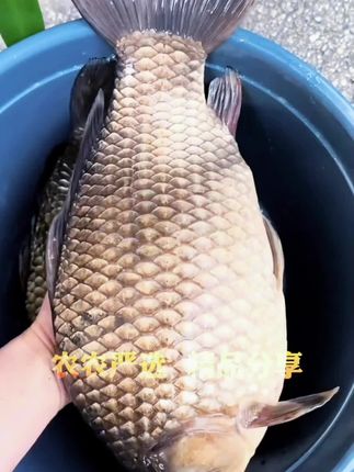 这就是能把周围钓友打闭口的钓鱼饵料,刚上市几天就收到钓友们的一致好评 #户外野钓  #钓鱼饵料  #饵料 #农农严选  #饵料窝料@DOU+小助手