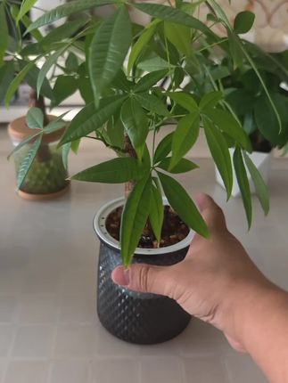 #发财树 #观叶植物盆栽 #室内绿植推荐 #办公室绿植推荐 #好养的绿植