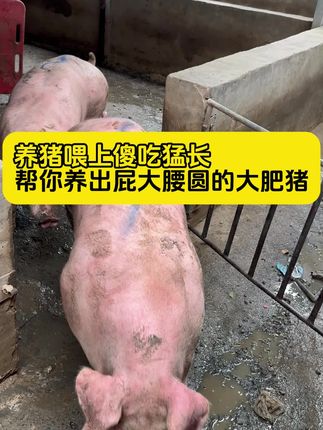 傻吃猛长买五送一#三农 #三农养殖 #养猪人 #自繁自养 @DOU+小助手