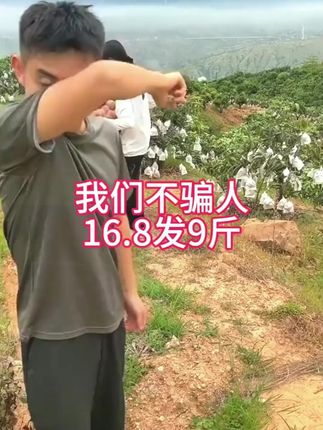 攀枝花的凯特芒果成熟了#凯特芒果 #产地直达 #新鲜水果