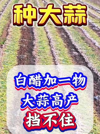 白醋加一物,大蒜高产挡不住#大蒜种植 #种大蒜 #大蒜 #紫皮大蒜 #大蒜高产