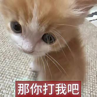 人。你不开心吗😆让咪来气气你🐱#小猫#萌宠表情包