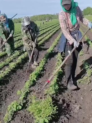 新款锰钢锄头锄草加厚镂空锄头家用除草工具长柄锄头铲草锄草器#锄头#除草松土#农具#高性能实用工具