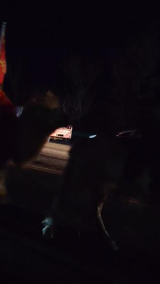 昨天晚上东天山来骆驼队已到达淳化县