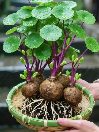 #花卉绿植 #水培植物 #家居绿植 #红藤山乌龟 #爱生活爱养花