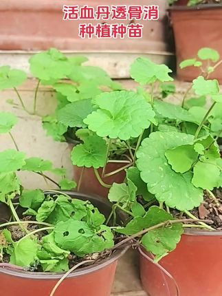#活血丹 #蔬菜 #野菜 #植物科普 #透骨消 活血丹这棵草太神奇了,活血丹煎鸡蛋,女生大姨妈来了疼的,亲戚不正常的,一吃一个准