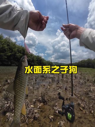 水面系的季节已经正式进入旺季,针对军鱼翘嘴鲈鱼青稍罗飞黑鱼非常强烈的诱惑力