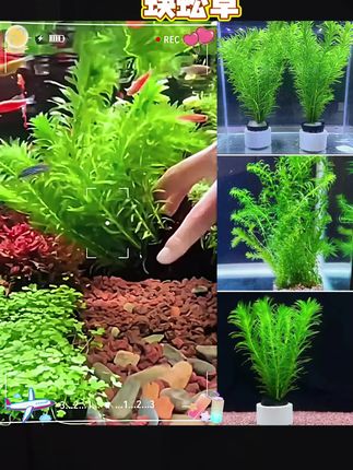 #蜈蚣草