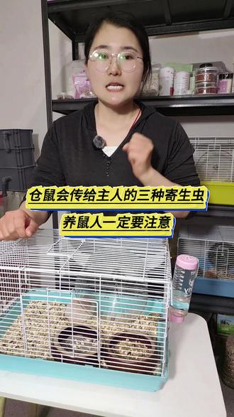 仓鼠会传给主人的三种寄生虫#养鼠日常分享 #仓鼠 #金丝熊 #养鼠日常