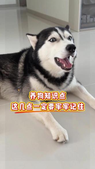 养狗这几点一定要牢记#养狗小知识 #养宠知识 #宠物科普 #狗狗冷知识 #科学养宠攻略