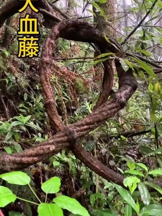 #每日分享 #山货 #大血藤