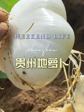 #好吃不贵经济实惠 #优质农产品 #地萝卜