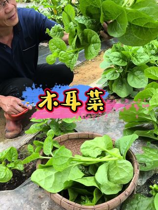 7月高温天气种菜,别忘种点木耳菜。#家庭种植 #蔬菜种植 #分享农业知识帮农民增产增收 #木耳菜
