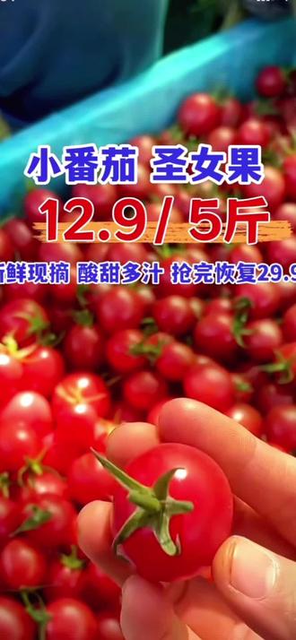 【整箱5斤】露天农家自种圣女果生吃小番茄现摘非樱桃千禧西红柿#露天圣女果 #小番茄现摘 #樱桃千禧