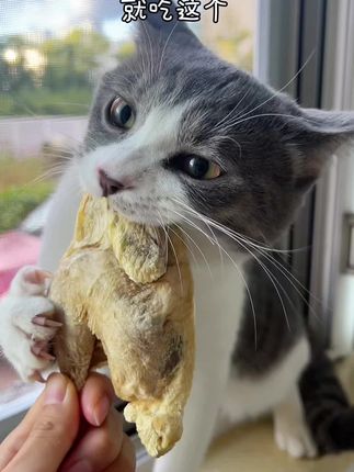 童子鸡冻干#养猫新手 #养狗经验分享 很适合日常奖励和猫猫增肥发腮 低温工艺口感很好#尾爸
