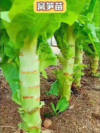 #新农人计划 #三农种植 #抖音助农扶农 #助手抖音 #窝笋苗