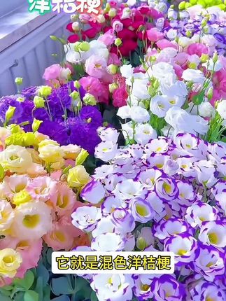 #洋桔梗花 色多花量大,种植简单 #种子推,荐 #四季开花洋桔梗 #花卉绿植 #阳台小院均可种植