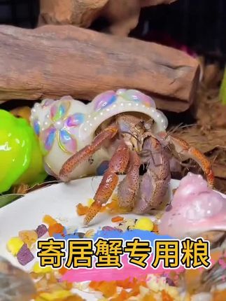 千万不要再给你的寄居蟹喂菜叶剩饭了!要知道寄居蟹可是杂食动物,多样食物摄入才能保持营养均衡#寄居蟹 #萌宠 #寄居蟹的日常