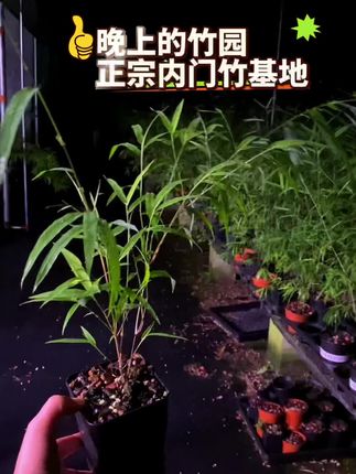 正宗内门竹基地-内门竹批发!正品保证! #正宗内门竹#内门竹基地#内门竹批发 正宗内门竹基地-内门竹批发!正品保证!