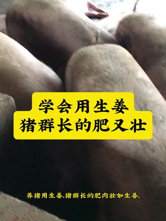 #养猪场 #自繁自养 #三农养殖 #养猪技术 #养猪知识