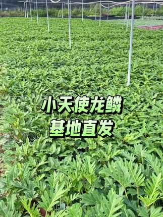 小天使龙鳞,地里直发,大量出货