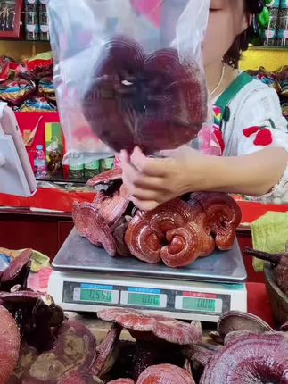 【如意足龄老芝】长白山特产整支精品赤灵芝参泡酒#赤灵芝 #好东西一起分享 #好物推荐🔥