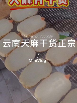 云南天麻干货 #正宗小草坝天麻 #干货 #干货分享 #云南天麻 #天麻