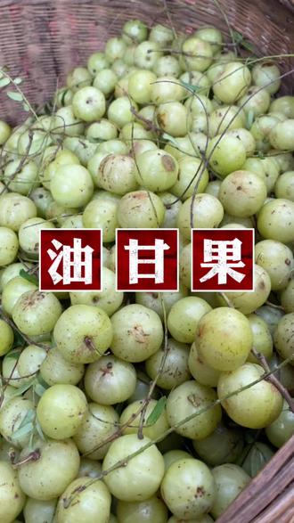 油甘果也叫余甘子,你喜欢吃吗?