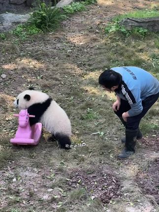 幼崽时期的奇三妹就喜欢把墩外东追得团团转#也太可爱了吧 #大熊猫奇三妹 #被你萌化了