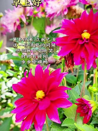 暑去凉来,立秋已至~ 送一份清爽的问候,愿你秋日常欢笑,时时有暖阳,步步皆顺畅,秋天安好呀!#原创视频 #愿一切美好不期而遇 #实拍原视频 #花开好运来 #大丽花