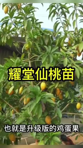 珍贵稀有嫁接台湾耀堂仙桃树苗巨无霸大果鸡蛋果苗蛋黄果树苗盆栽#耀堂仙桃树苗#好物推荐🔥