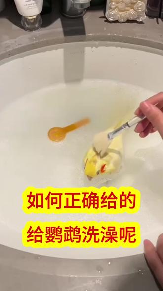 如何正确给鹦鹉洗澡,你知道吗#鹦鹉 #鹦鹉日常 #鹦鹉小白 #养鹦鹉