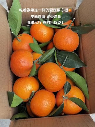 吃着像果冻一样的爱媛果冻橙🍊皮薄肉厚 果香浓郁,清甜无籽 真的巨好吃!#新鲜采摘 #果冻橙 #爱媛38号果冻橙 #橙子 #清甜多汁